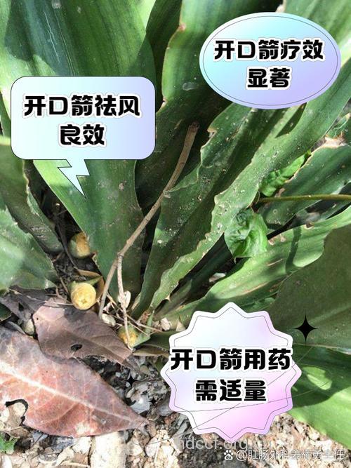 开口箭的功效与作用