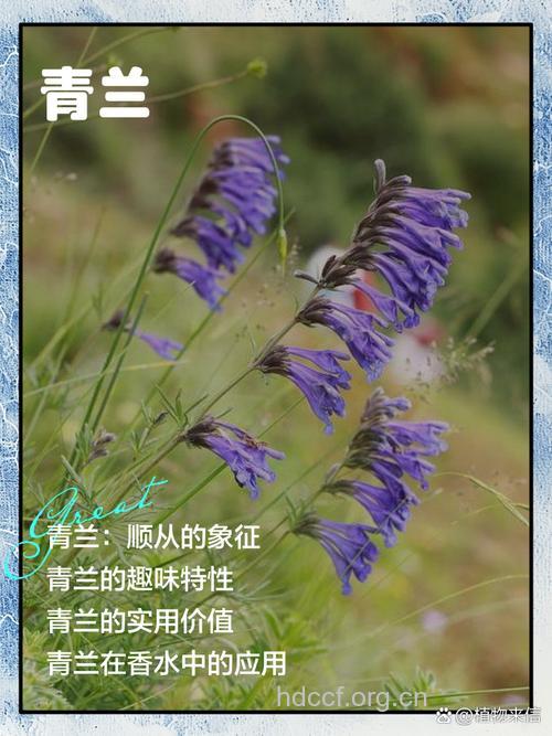 西伯利亚青兰的功效与作用