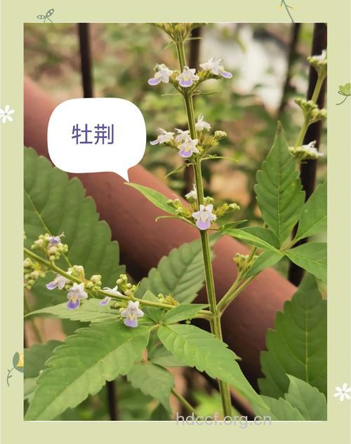 牡荆茎的功效与作用