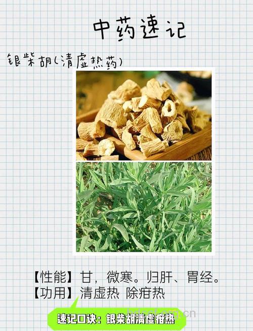 山银柴胡的功效与作用