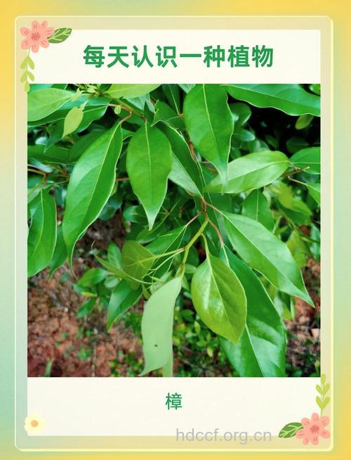 樟树根的功效与作用