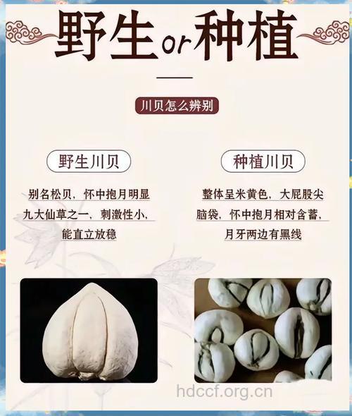 蒲圻贝母的功效与作用