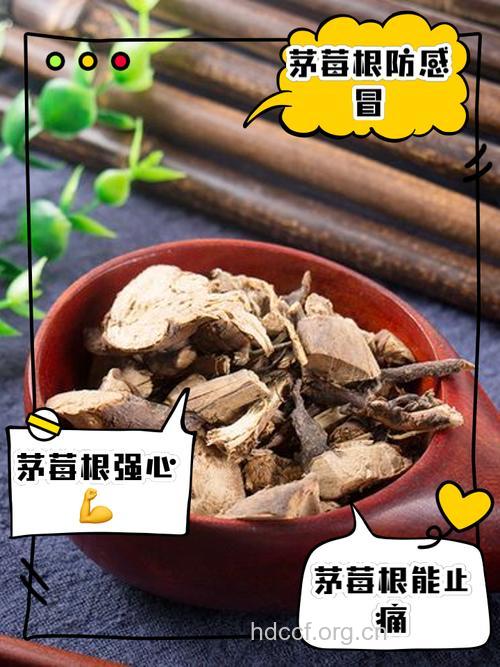 毛杨梅根皮的功效与作用