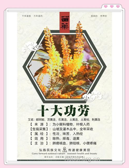 小檗的功效与作用