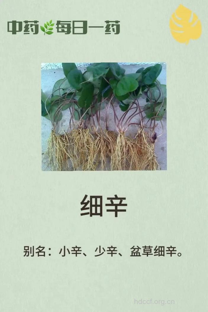 水细辛的功效与作用