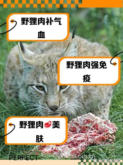 獭肉的功效与作用