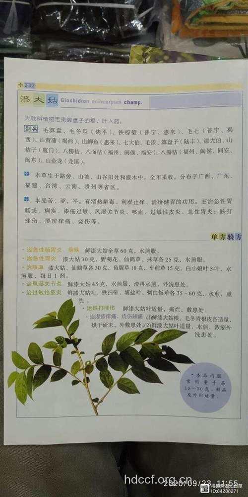 漆大姑的功效与作用