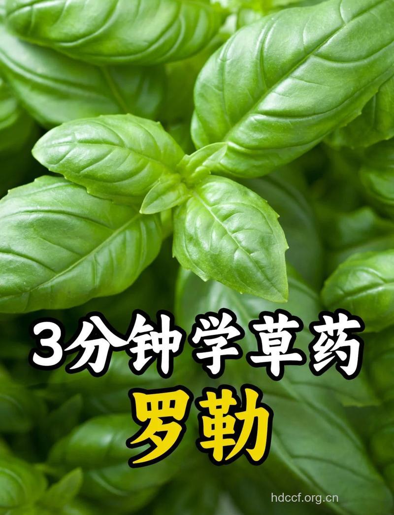罗勒根的功效与作用