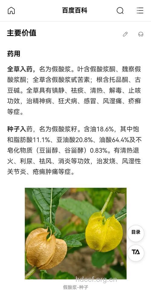 假酸浆子的功效与作用