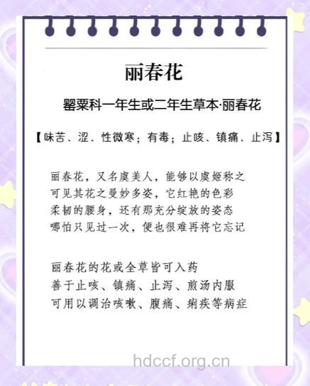 丽春花的功效与作用
