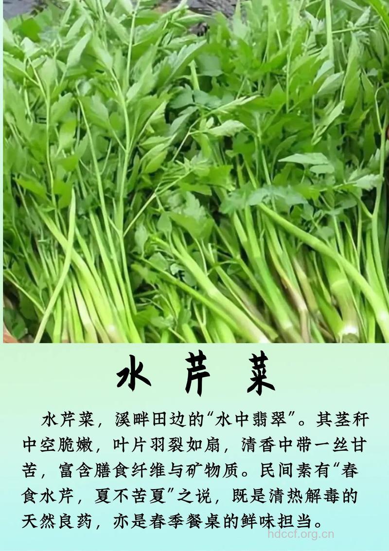 西南水芹的功效与作用