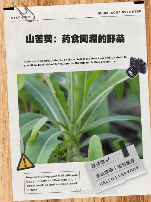 山苦荬的功效与作用