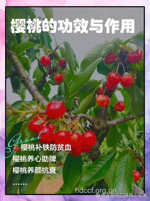西藏野樱桃的功效与作用