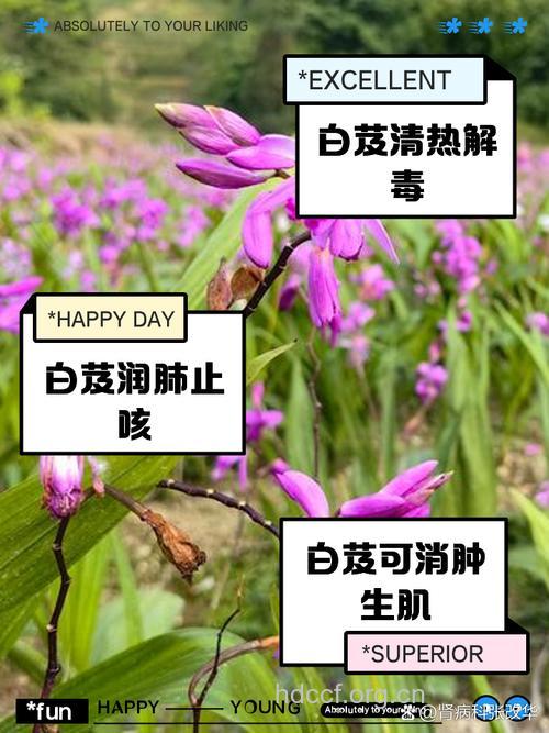 白芨泡酒喝的功效