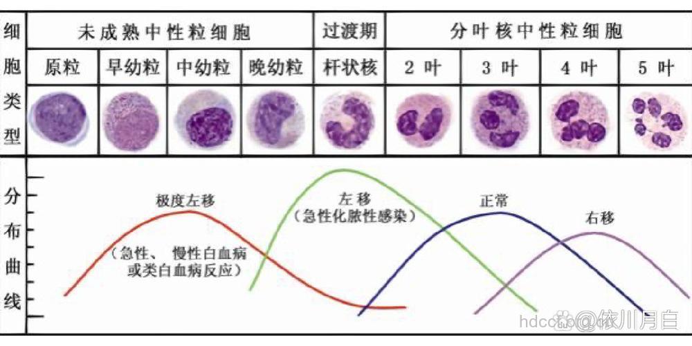 白细胞异常的现象