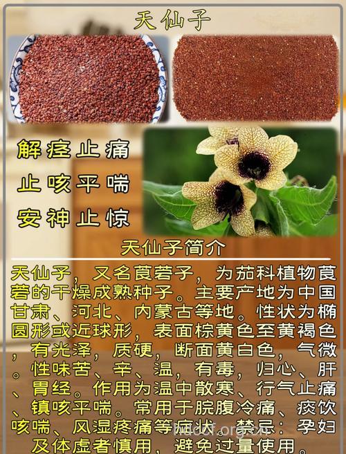 中亚天仙子的功效与作用