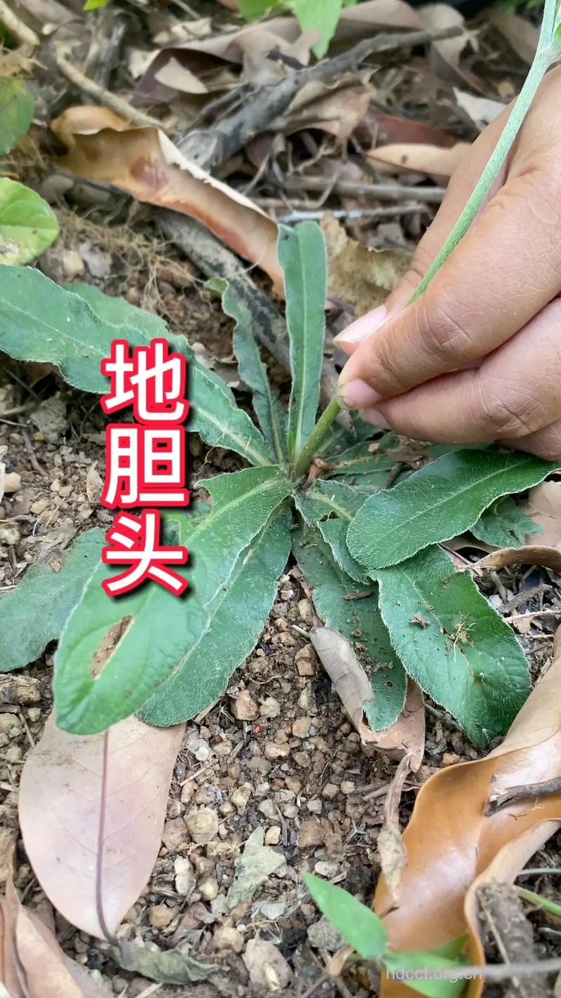 苦地胆根的功效与作用