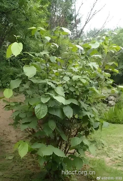 夏蜡梅的功效与作用