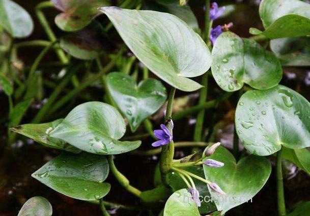 鸭舌鱼鳖的功效与作用