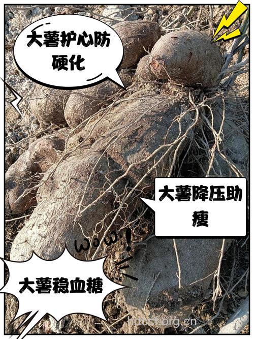 假大薯的功效与作用