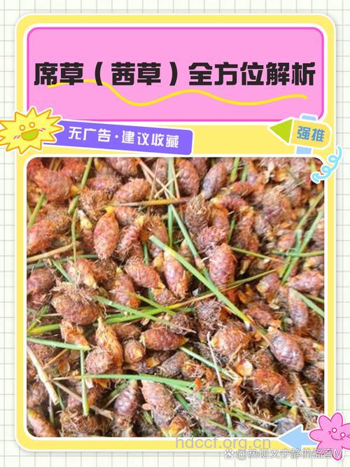 席草的功效与作用