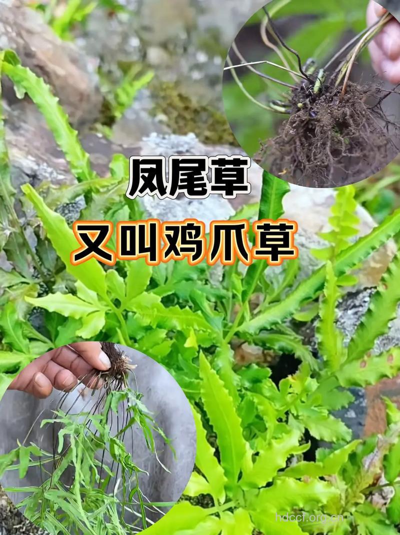 鸡翔草的功效与作用