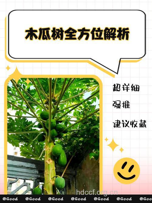 木瓜枝的功效与作用