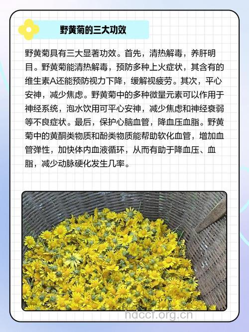 山黄菊的功效与作用