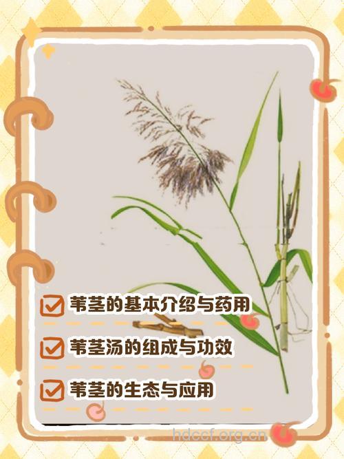 芦茎的功效与作用