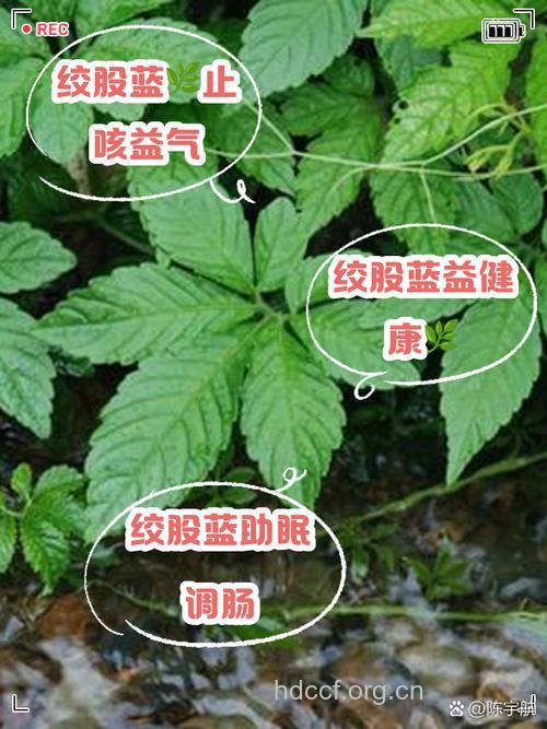 绞股蓝降压茶的做法 喝绞股蓝降压茶的好处
