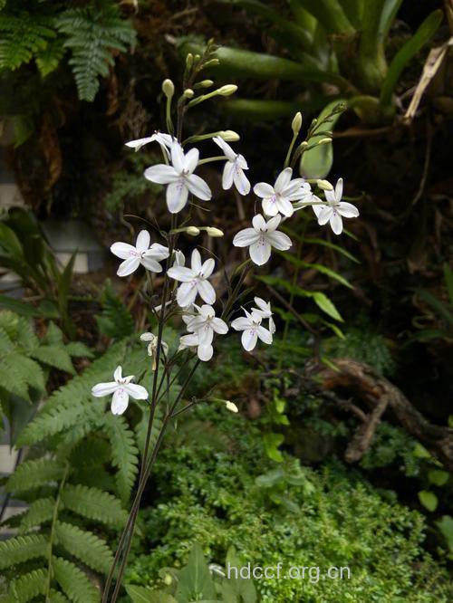 山壳骨的功效与作用