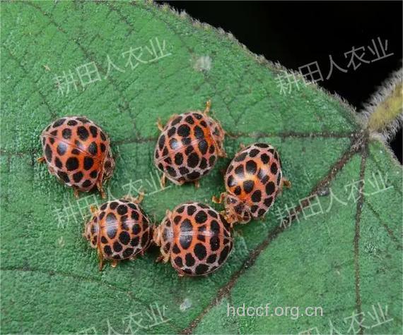 茄稞虫的功效与作用