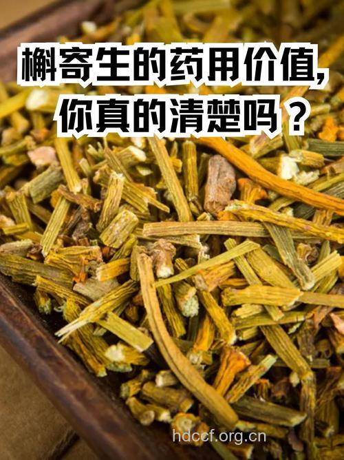 棱枝槲寄生的功效与作用