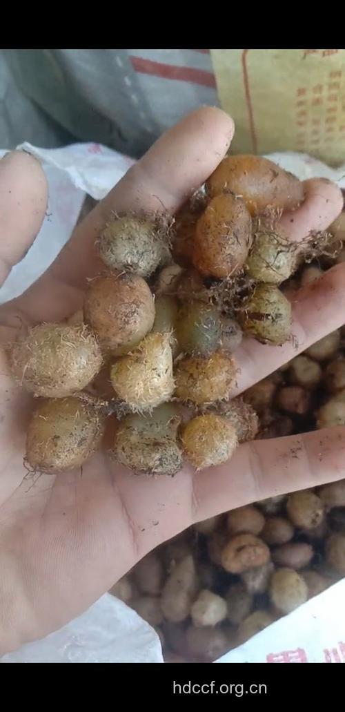 马骝卵的功效与作用