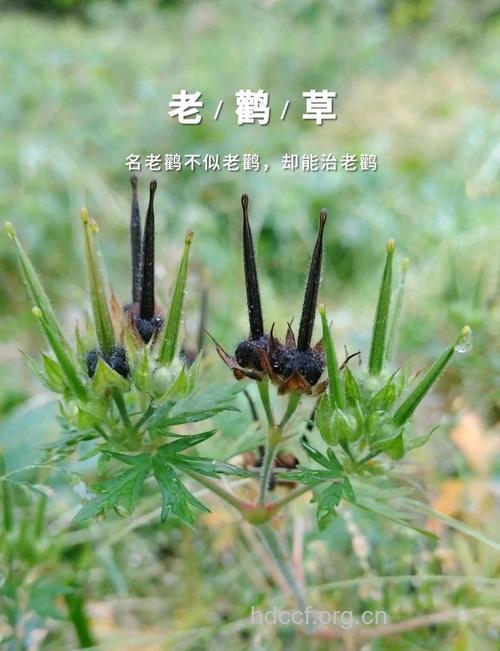 毛蕊老鹳草的功效与作用
