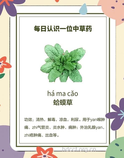 小败火草的功效与作用