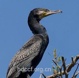 鸬鹚骨的功效与作用