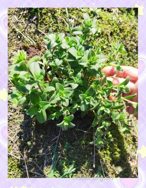 田野卷耳的功效与作用