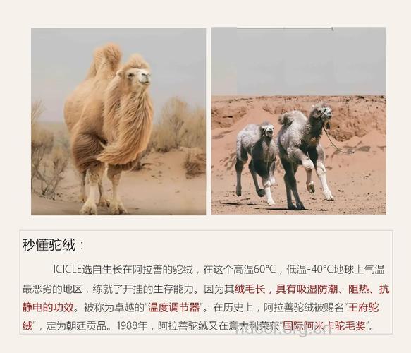 骆驼毛的功效与作用