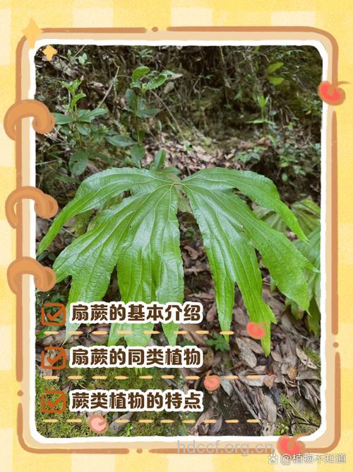 扇蕨的功效与作用