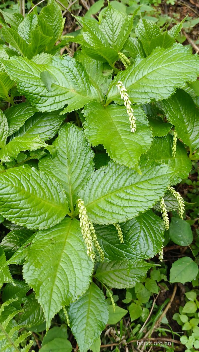 四块瓦的功效与作用