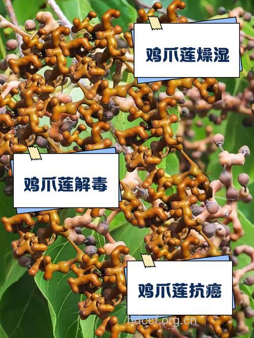 鸡脚莲的功效与作用