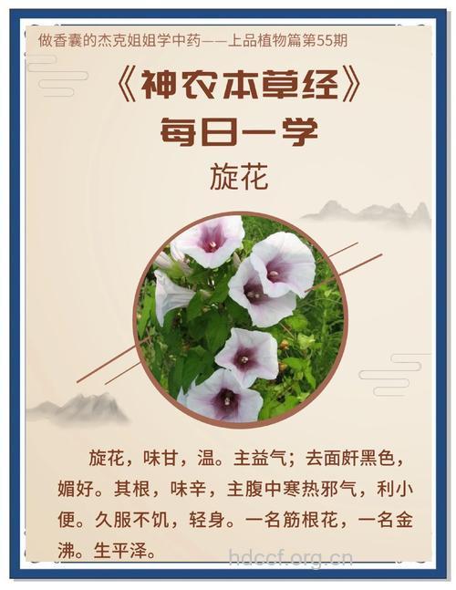 小旋花的功效与作用