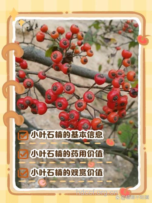 小叶石楠的功效与作用