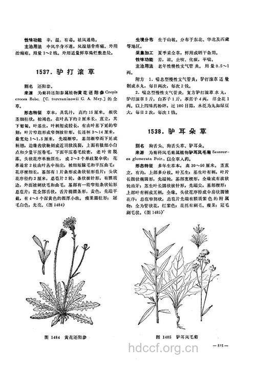 驴打滚草的功效与作用