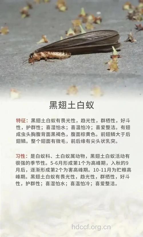 家白蚁的功效与作用