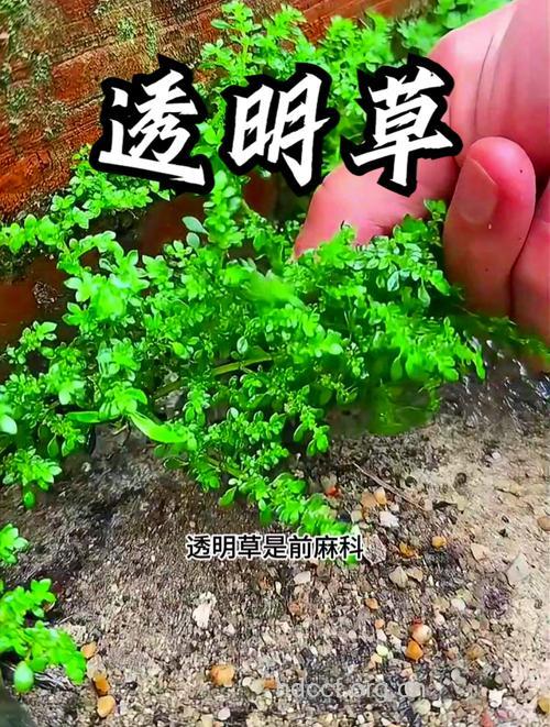 透明草的功效与作用