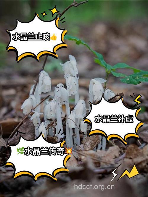 水晶兰的功效与作用