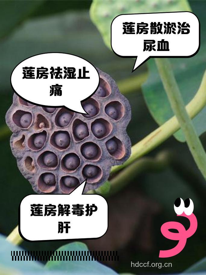 莲房的功效与作用