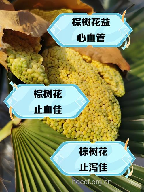 棕榈花的功效与作用